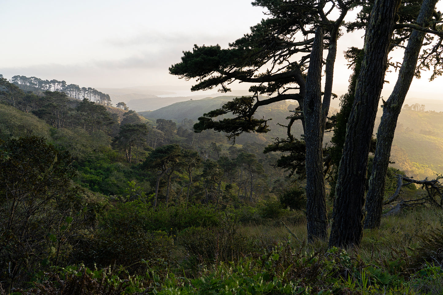 Point Reyes & West Marin County in Spring
