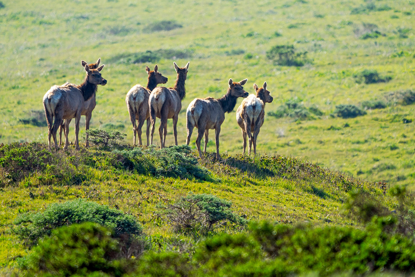 Point Reyes & West Marin County in Late Winter
