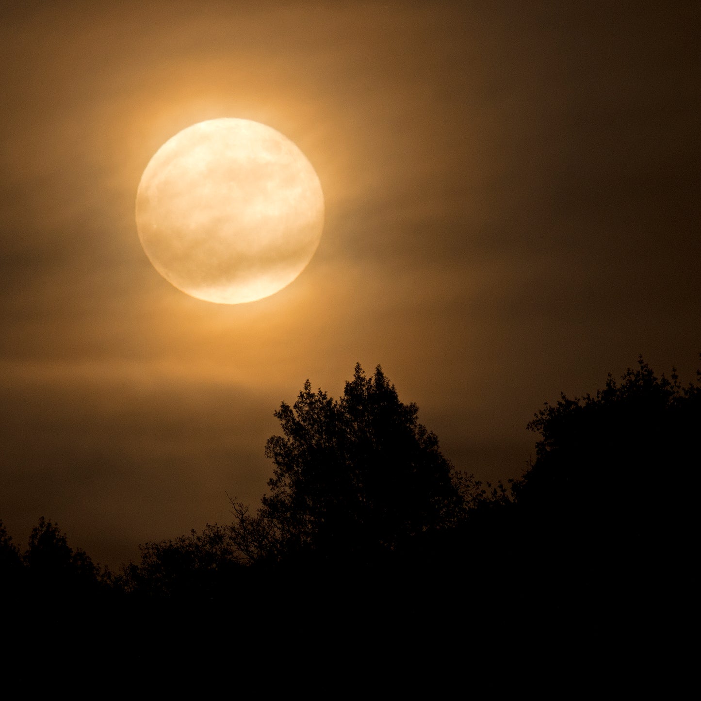 A luminous full moon rises through thin clouds above silhouetted trees and hills east of Santa Rosa on a crisp fall evening.