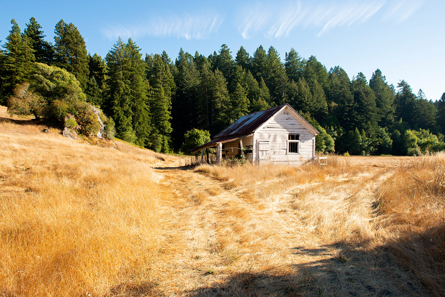 Sonoma Coast in Summer