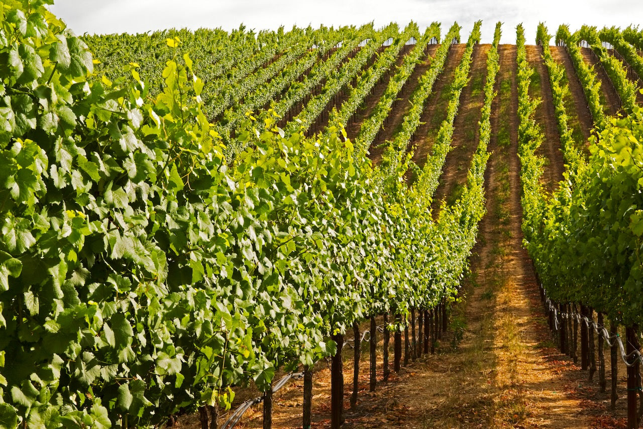 Sunlit vineyard rows stretch uphill in the Russian River Valley on a warm summer afternoon, with vibrant green grapevines casting shadows across the golden earth.