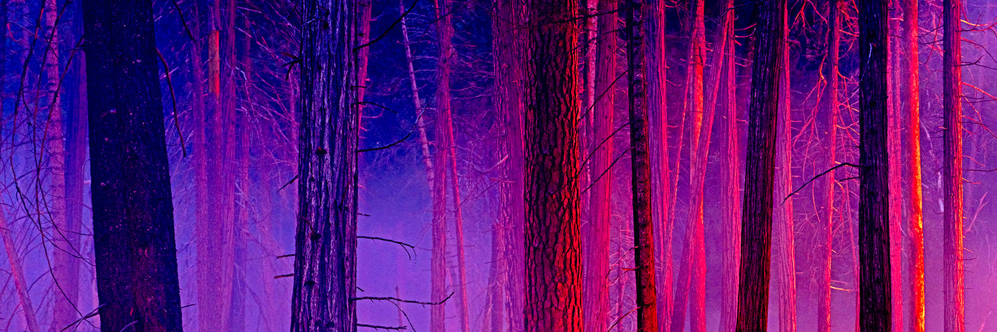 The Color of Firelight