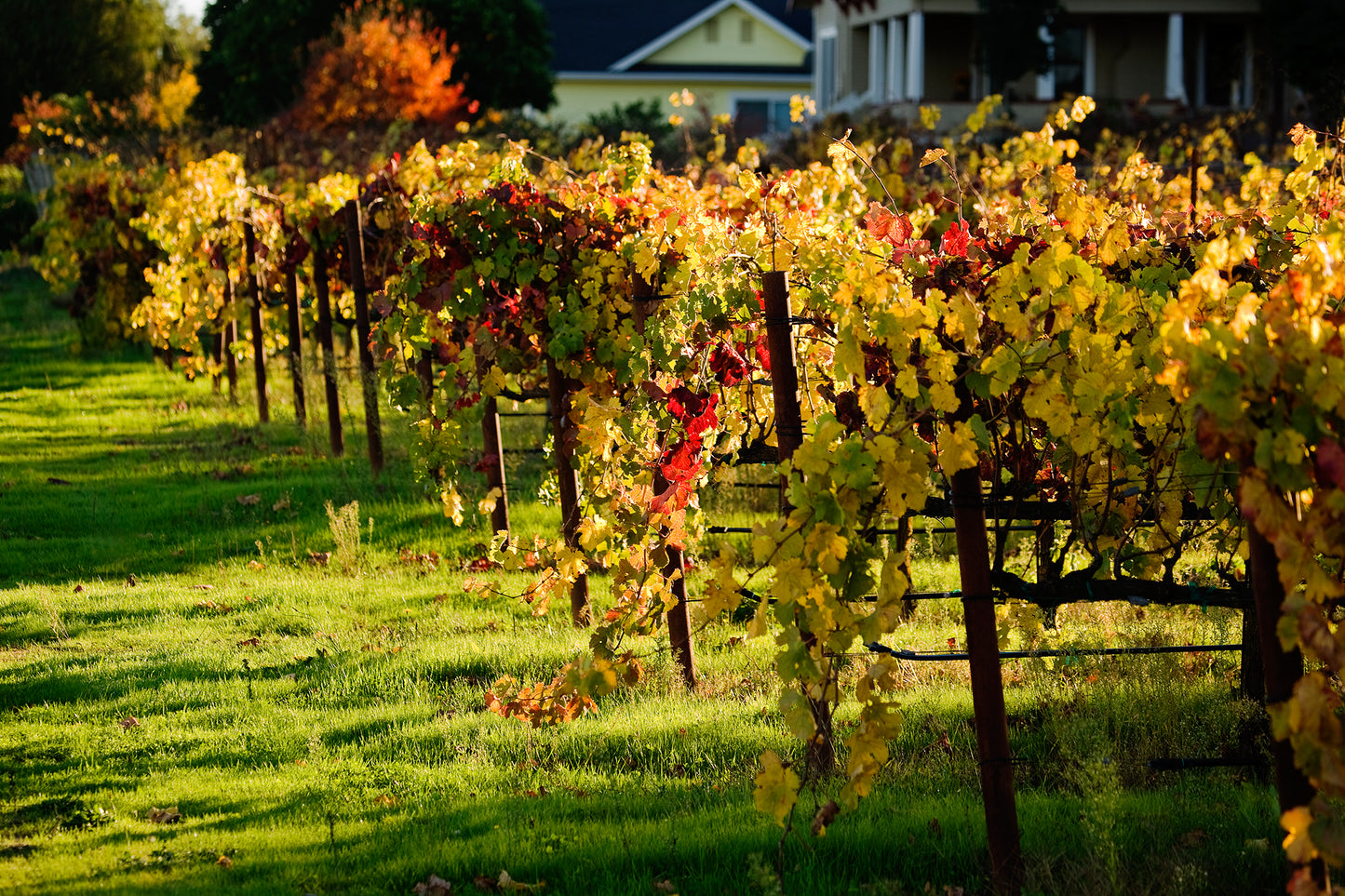 Rows of grapevines in the Russian River Valley glow with vibrant yellow and red leaves during a fall afternoon, signaling the seasonal turning as soft sunlight casts long shadows on the green grass below.