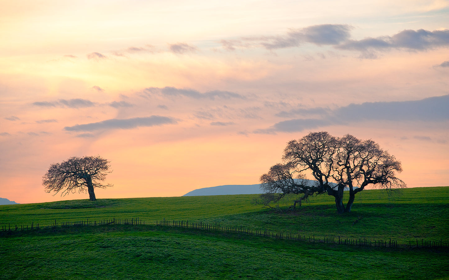 Two leafless oak trees stand on rolling green hills beneath a glowing winter sunset sky near Petaluma, California.