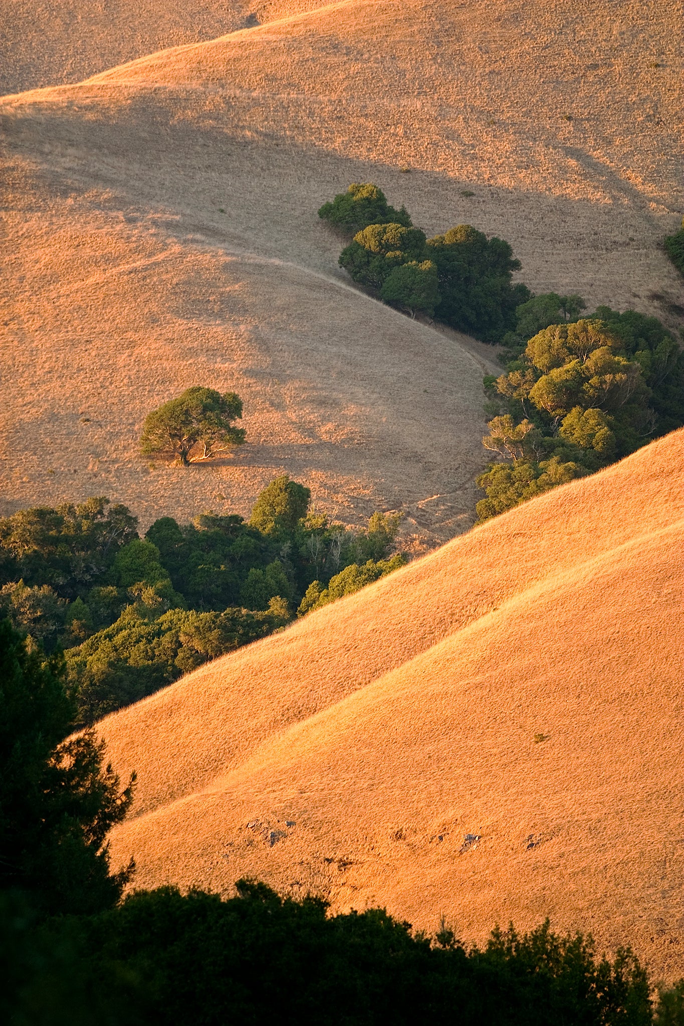 Golden light falls across the rolling hills of Black Mountain in Marin County, highlighting grassy ridges and tree-lined folds in the landscape at sunset.