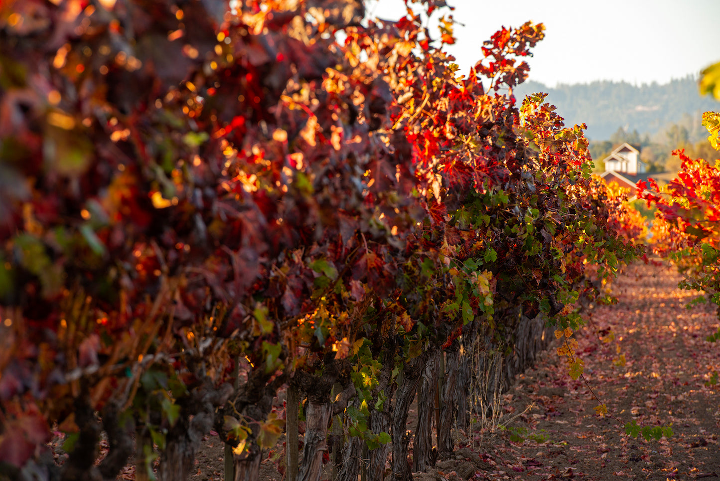 Wine Country in Late Fall