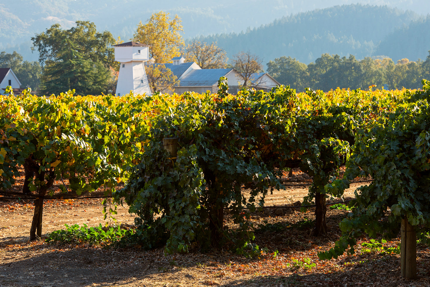 Wine Country in Late Fall