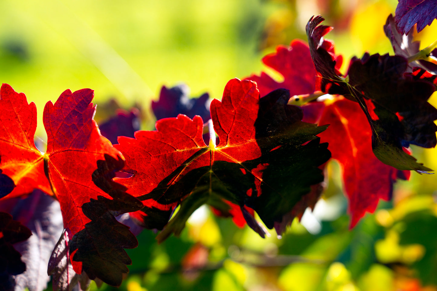 Wine Country in Late Fall