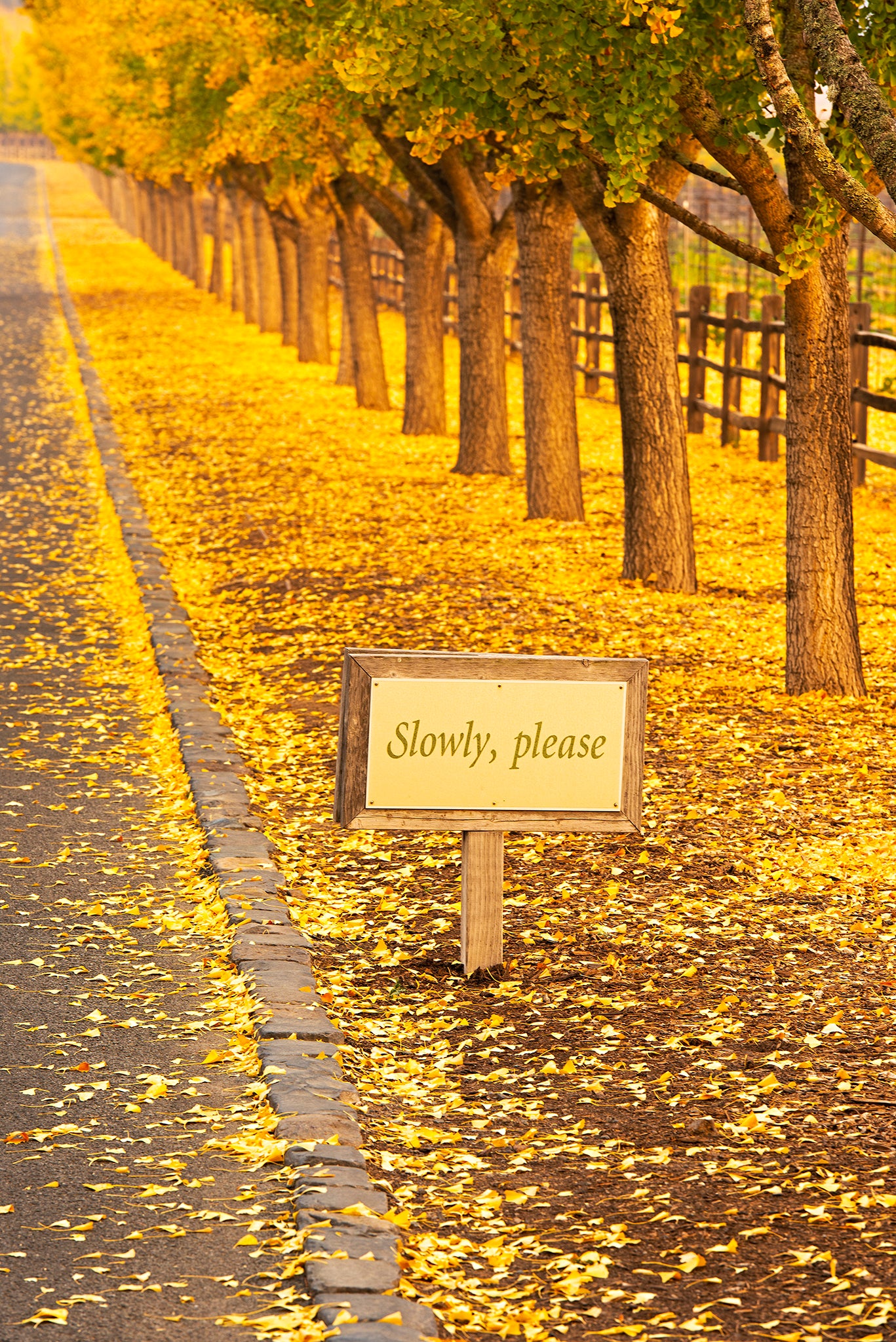 Wine Country in Late Fall