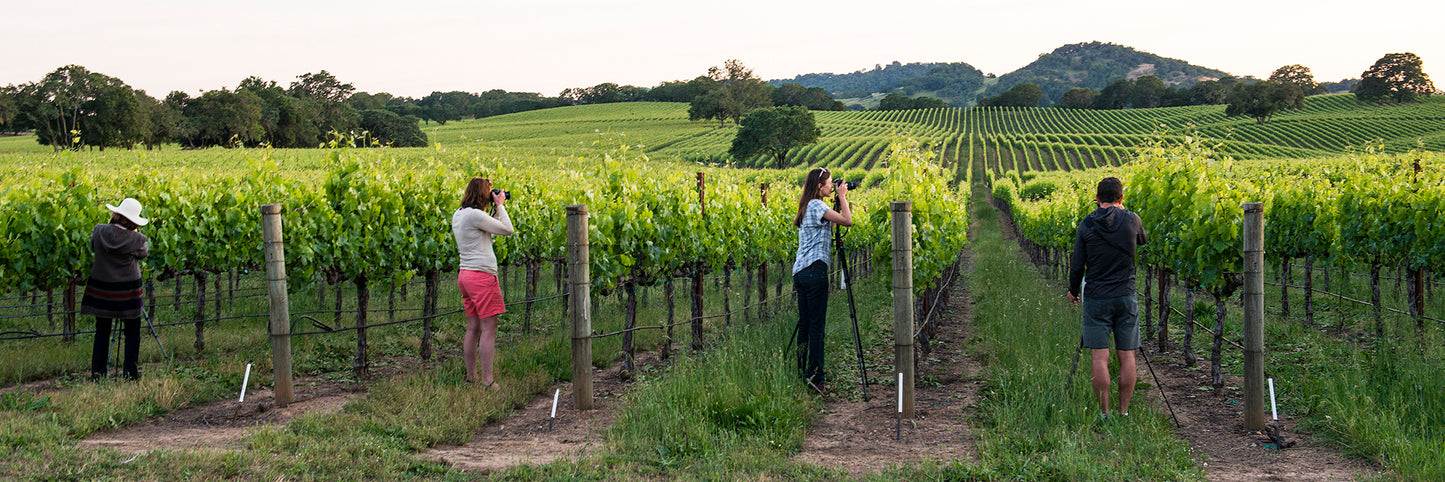 Wine Country in Late Spring
