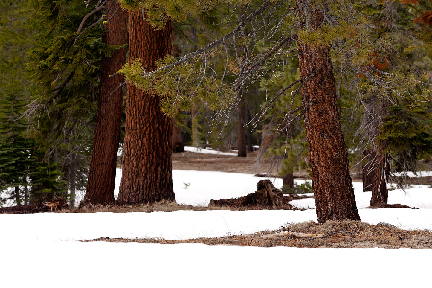 Yosemite in Winter