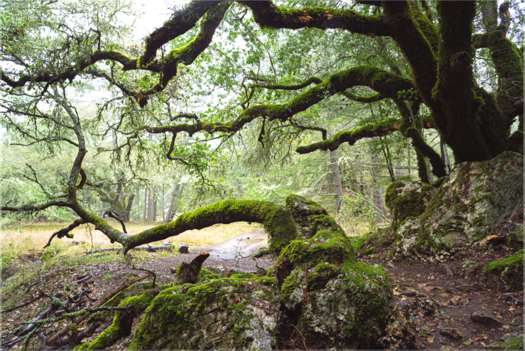Forest Path (Collector Edition)