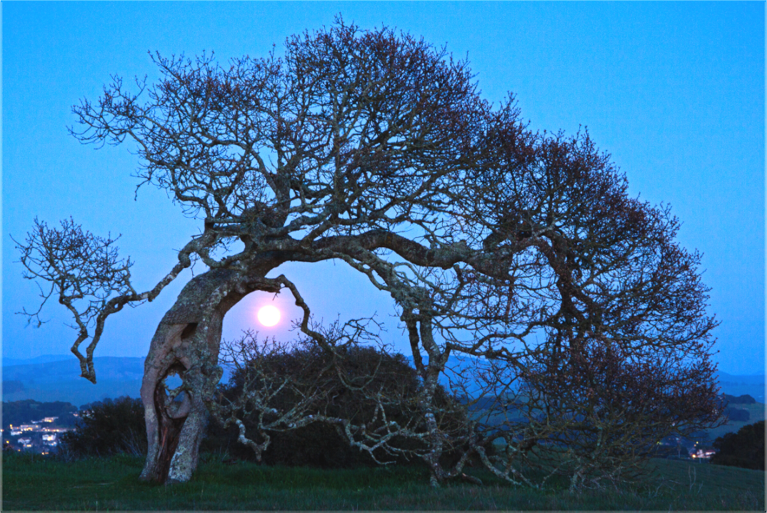 Bowing to the Moon (Collector Edition)