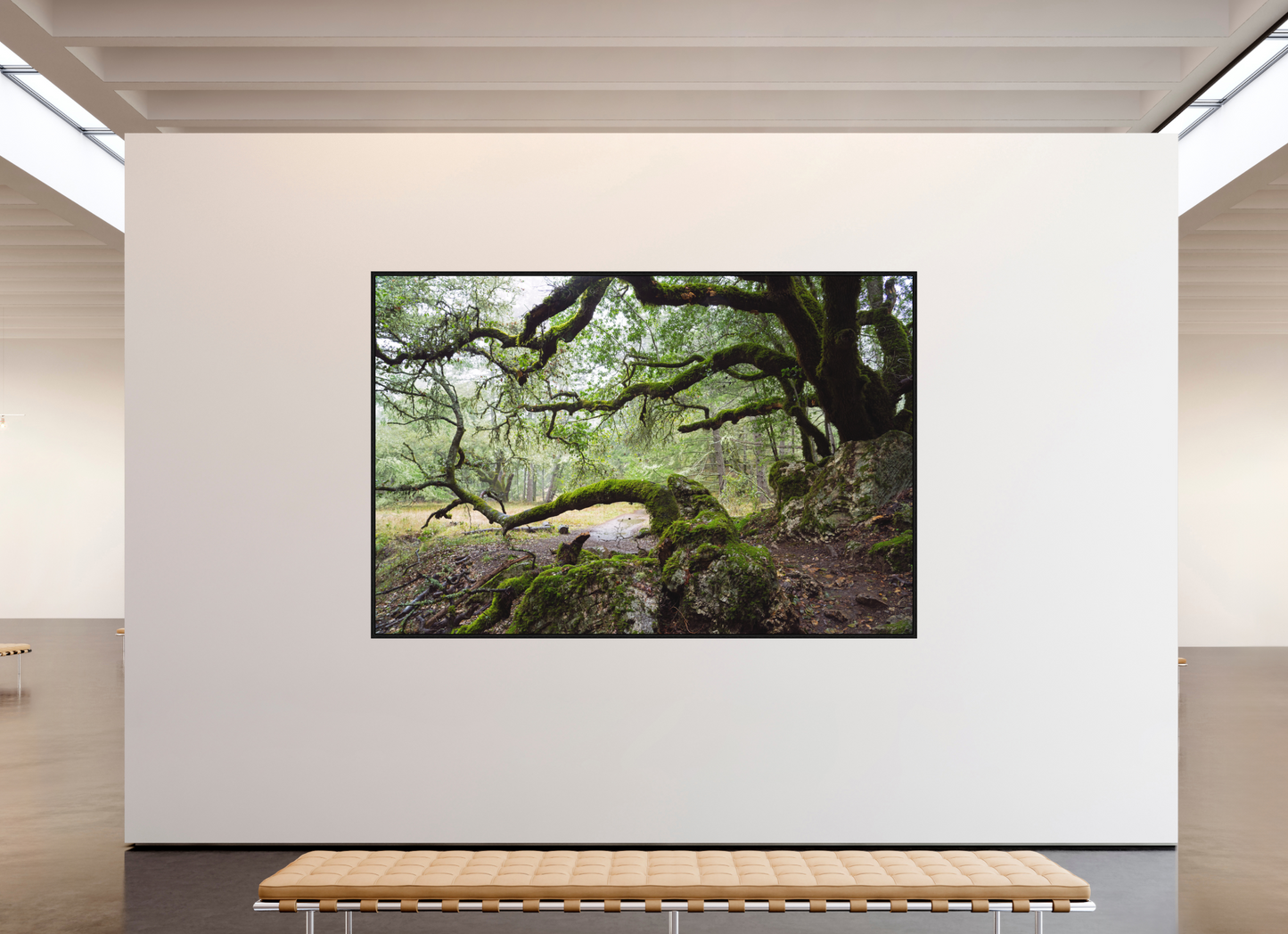 Forest Path (Collector Edition)