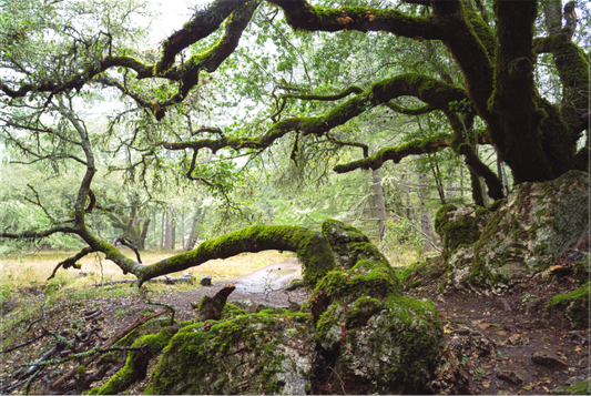 Forest Path