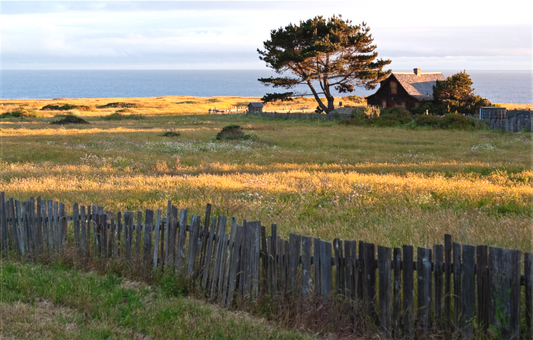 A weathered wooden fence borders a sunlit coastal field on the edge of Mendocino, with a rustic house and wind-swept trees overlooking the Pacific Ocean.