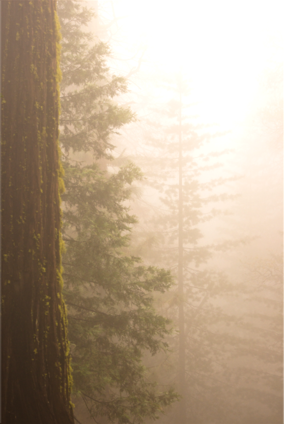 Yosemite Woods (Collector Edition)