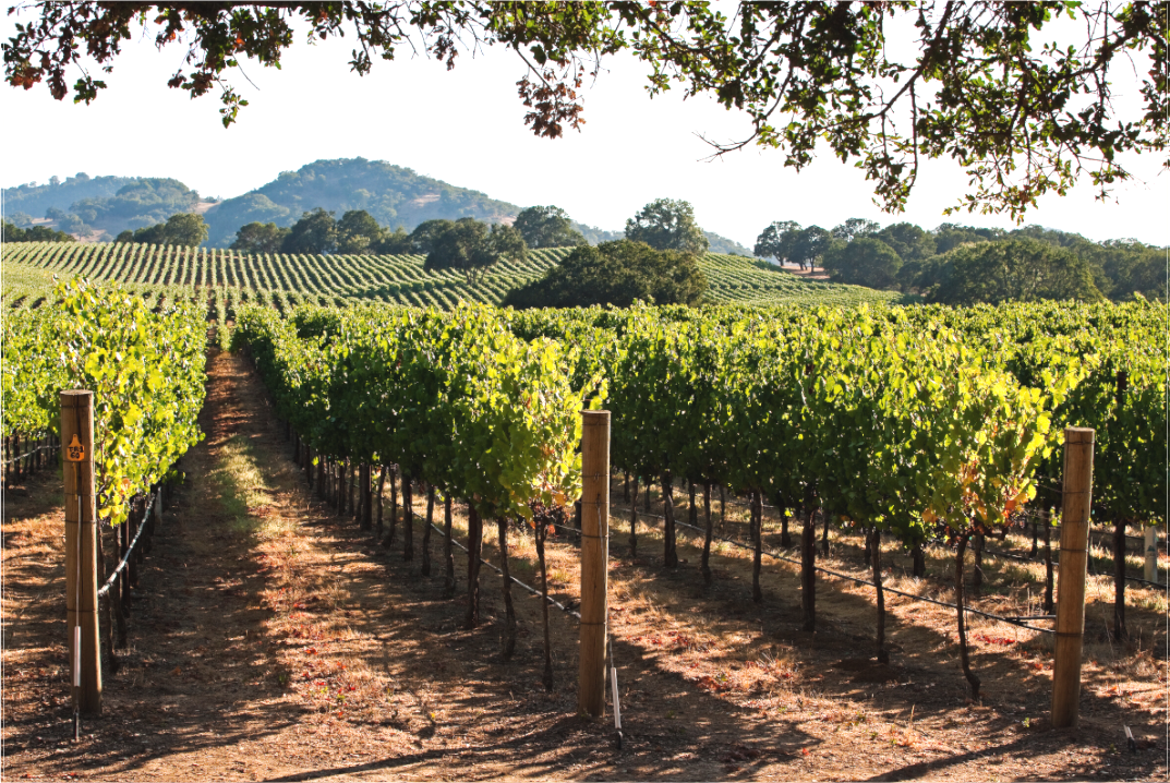 Rows of vibrant green grapevines stretch toward distant rolling hills under a clear summer sky in Alexander Valley, captured on a warm afternoon and framed by the overhanging branches of an oak tree.