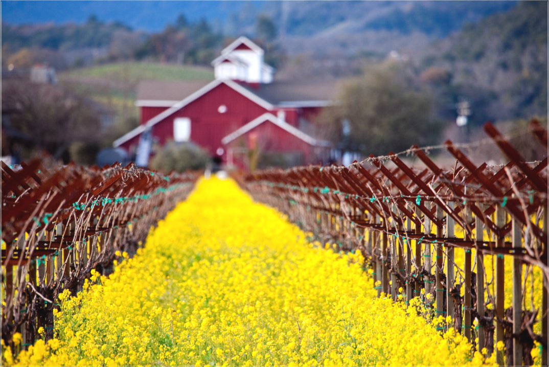 Mustard Row (Collector Edition)