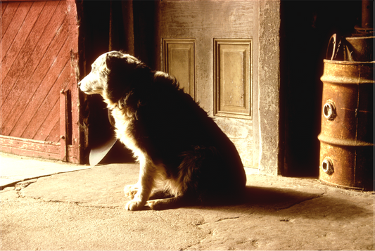 Barn Dog