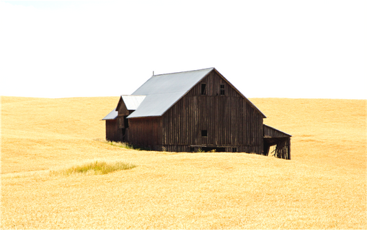 A solitary, weathered wooden barn stands amid golden wheat fields under a pale summer sky in the Palouse region of eastern Washington, evoking the quiet simplicity of an Edward Hopper painting.