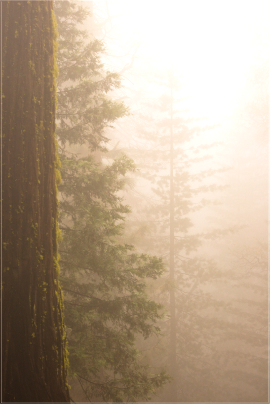 Misty spring morning in Yosemite National Park near Wawona, with towering evergreen trees and a moss-covered redwood trunk emerging through dense fog.