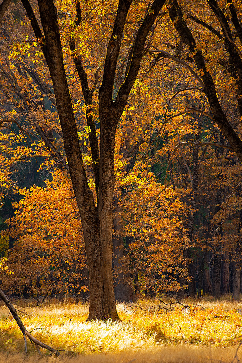 Golden autumn light filters through a grove of trees in Yosemite Valley, with glowing foliage and soft shadows evoking the luminous style of Maxfield Parrish.