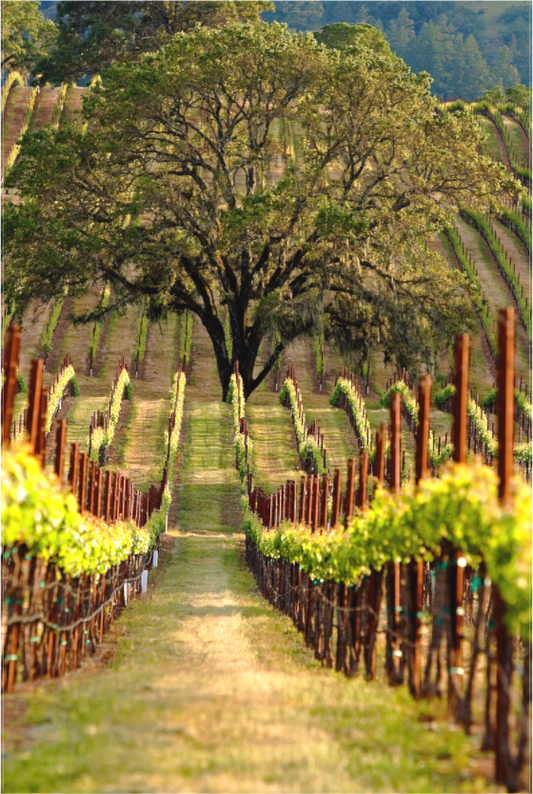 Alexander Valley