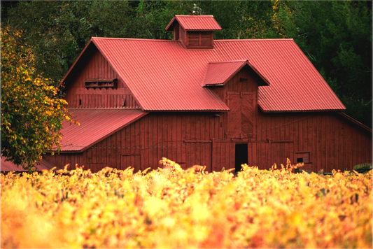 Napa Red (Collector Edition)