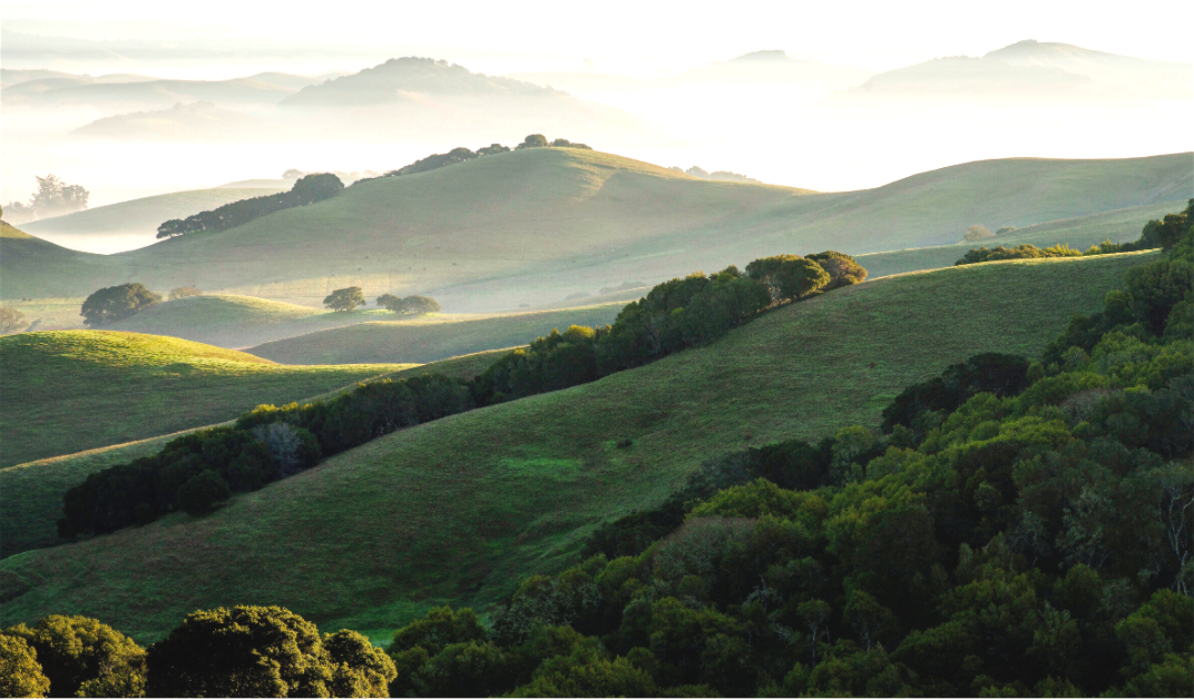 Rolling green hills and oak groves bathed in soft winter light on a misty morning, looking southeast from Wilson Hill near Petaluma.