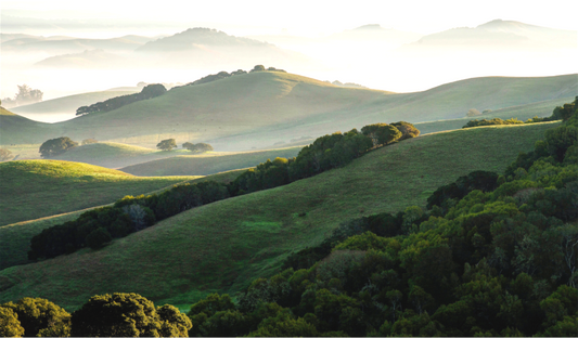 Rolling green hills and oak groves bathed in soft winter light on a misty morning, looking southeast from Wilson Hill near Petaluma.