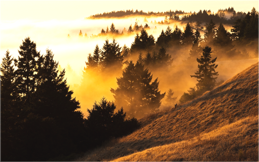 Bolinas Ridge (Collector Edition)
