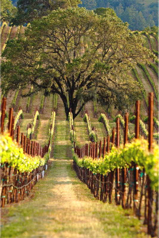 Alexander Valley (Collector Edition)
