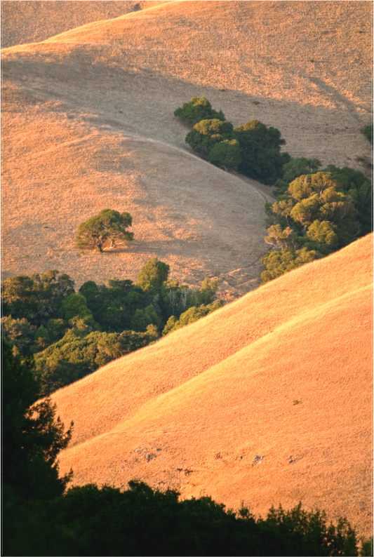 Golden light falls across the rolling hills of Black Mountain in Marin County, highlighting grassy ridges and tree-lined folds in the landscape at sunset.