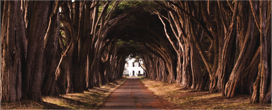 Avenue of Trees