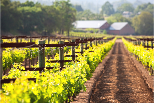 New grapevines burst with fresh spring growth along a neatly trellised vineyard row in Dry Creek Valley, with rustic winery buildings and forested hills in the hazy afternoon distance.