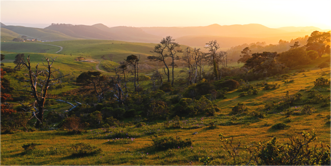 Pastoral Landscape (Collector Edition)