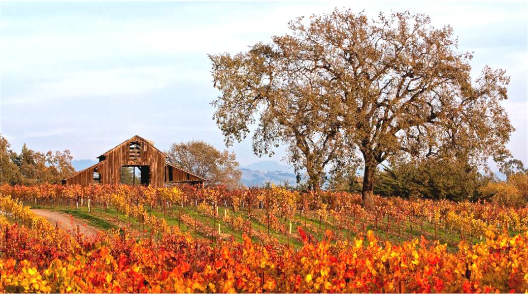 Barn and Vineyards (Collector Edition)