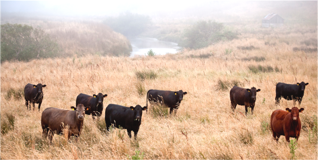 Country Cows (Collector Edition)