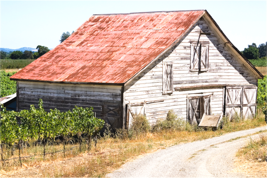A weathered white barn with a rusted tin roof stands beside a gravel road and rows of vineyard on a bright summer afternoon in Dry Creek Valley—its painterly appearance captured entirely in-camera without digital alteration.