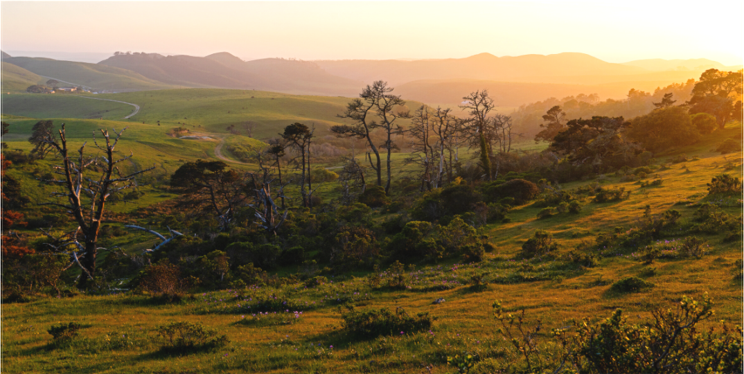 Rolling green hills and weathered trees glow in the golden light of a spring sunset in Point Reyes, capturing the peaceful essence of a pastoral California landscape.