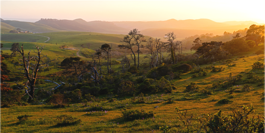 Rolling green hills and weathered trees glow in the golden light of a spring sunset in Point Reyes, capturing the peaceful essence of a pastoral California landscape.