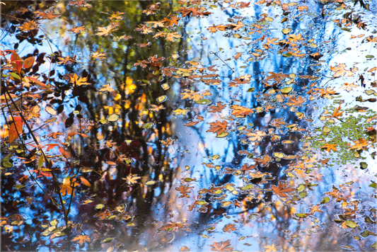 Fall Kaleidoscope (Collector Edition)
