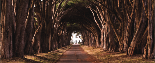 Avenue of Trees (Collector Edition)