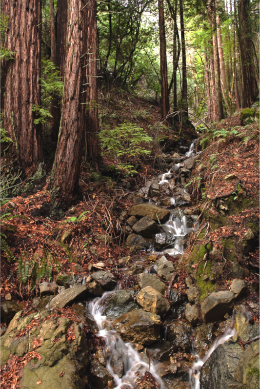 Bolinas Ridge Waterfall (Collector Edition)