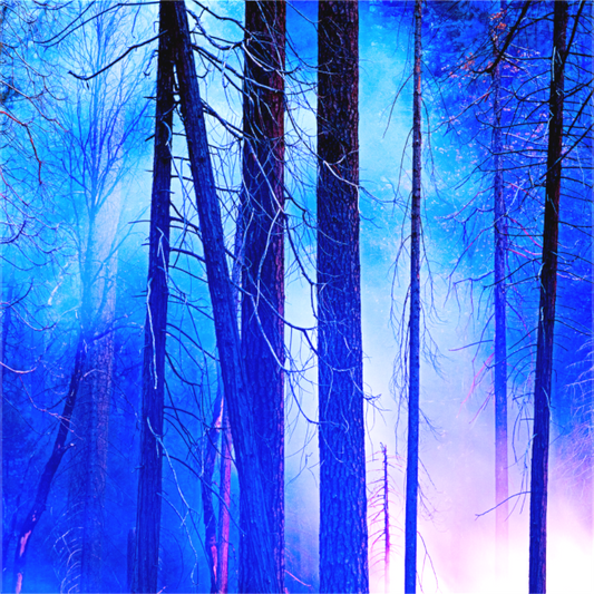 Tall trees stand silhouetted in a misty blue haze during Blue Hour in Yosemite Valley, as smoke from a controlled burn drifts through the quiet forest in a dreamlike scene.