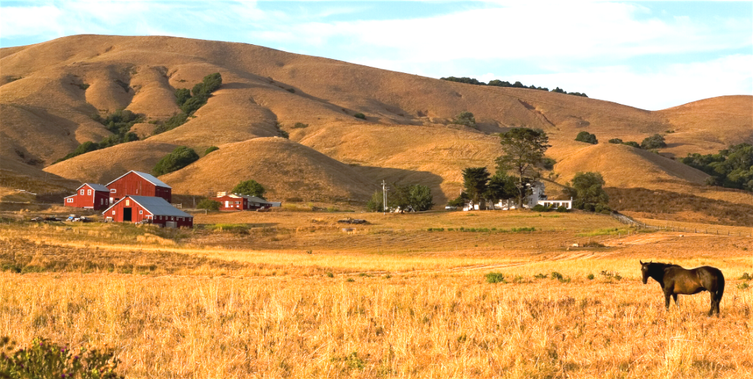 A lone black horse stands in a golden summer field near a cluster of classic red barns at Dolcini Ranch, set against rolling dry hills west of Petaluma, California.