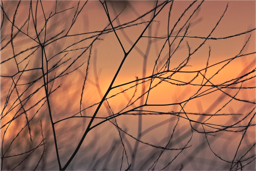 Late Winter Branches (Collector Edition)