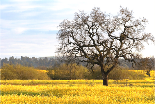 Oak and Mustard (Collector Edition)