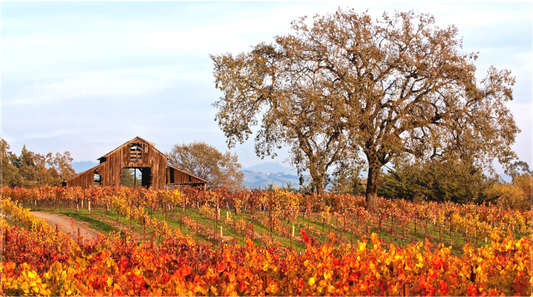 Barn and Vineyards